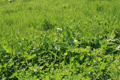 Patch Of Green Grass On A Spring Day Stock Photos