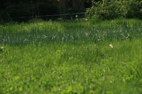 A Patch Of Green Grass In The Spring Stock Photos