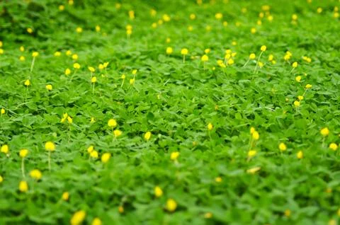 A patch of green ground cover, with small yellow flowers. Stock Photos