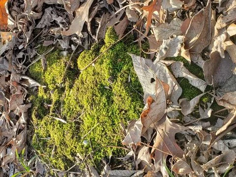 Patch of green Stockfoto's