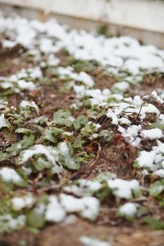 Patch of green strawberry plants partially covered with snow near wooden fence Stock Photos