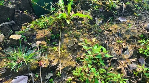 Patch of ground with various small plants and dry, cracked soil with green grass Stock Footage 328962954