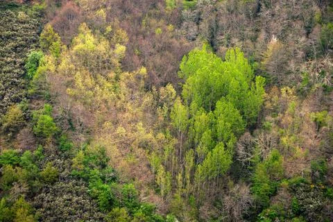 A patch of heart shaped trees of two species Stock Photos