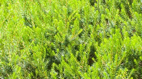 A patch of heather taken in macro Stock Photos