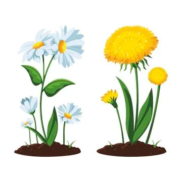 Patch of houseplant in pot Ilustración de archivo