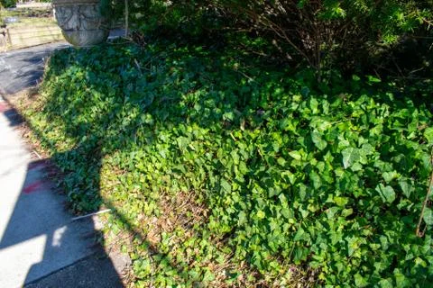 A Patch of Ivy Growing Next to the Sidewalk Stock Photos