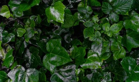 A patch of ivy wet with mist Foto stock