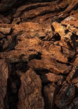 Patch Of Large Broken Bark Covers The Ground Stock Photos