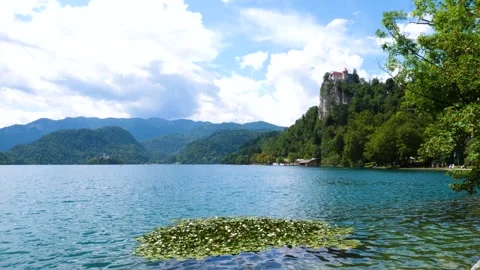 A patch of Lilypads on Lake Bled, Slovenia Stock Footage 321000619
