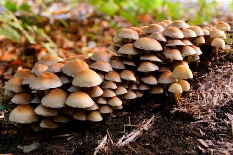 Patch of Little Mushrooms Stock Photos