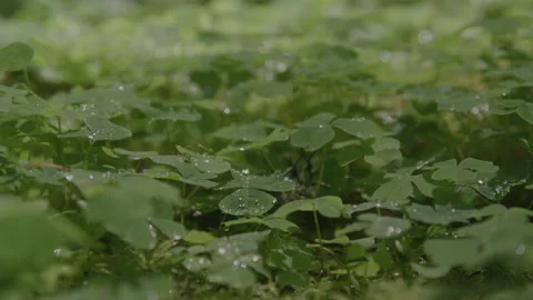 Patch of Lush Clover Covered in Morning Dew During the Day Stock Footage 208805230