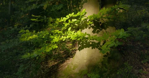Patch of moody sunlight on a tree trunk in a forest 스톡 동영상 270483831