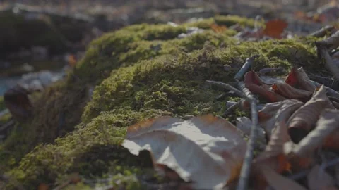 Patch of Moss next to River Vídeo Stock 235223283