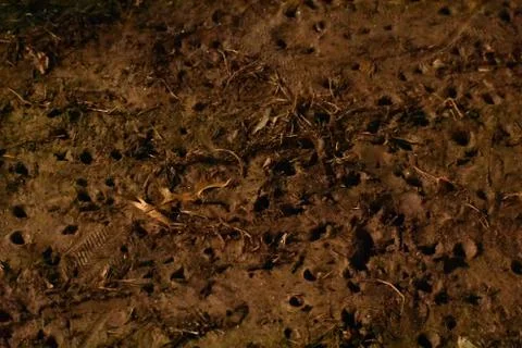 A Patch of Mud Covered in cleat Prints Stock Photos