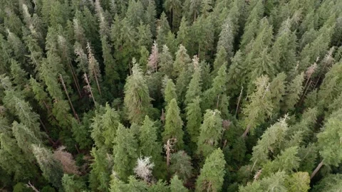 A patch of Old-Growth forest on Vancouver Island, British Columbia. Stock Footage 203930188