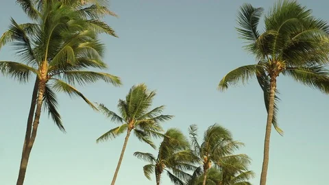 Patch of Palm Trees Stock Footage 104925952