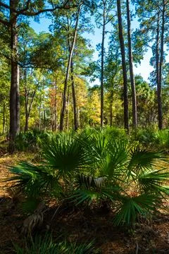 A patch of palm trees thrives on the forest floor, bathed in sunlight filte.. Foto stock