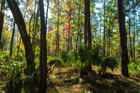 A patch of palm trees thrives on the forest floor, bathed in sunlight filte.. Fotos Stock