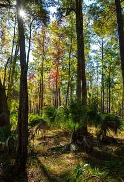 A patch of palm trees thrives on the forest floor, bathed in sunlight filte.. 스톡 사진