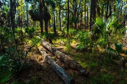 A patch of palm trees thrives on the forest floor, bathed in sunlight filte.. Foto stock