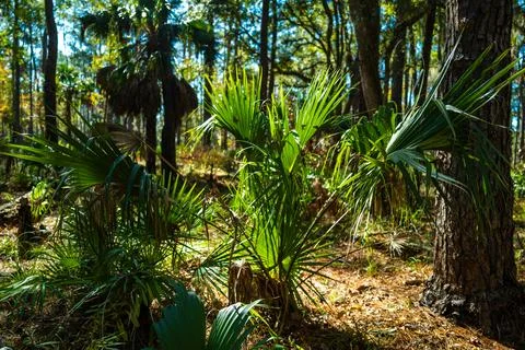 A patch of palm trees thrives on the forest floor, bathed in sunlight filte.. 스톡 사진