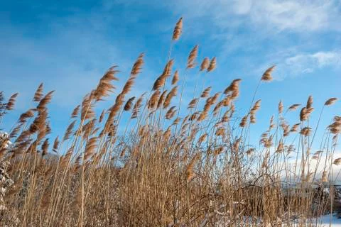 Patch of phragmites on empty lot in southeastern Massachusetts Stock Photos