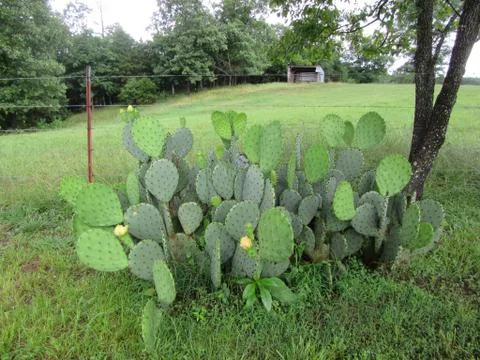 A patch of prickly pear cactus in a rural setting Stock Photos