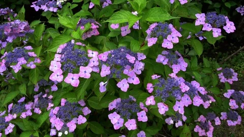 Patch of the purple hydrangea flowers. 4K Stock Footage 337805457
