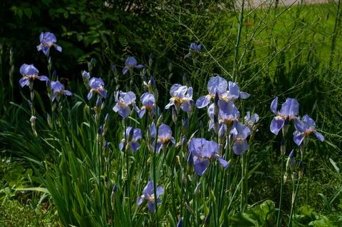 A patch of purple iris flowers blooming in a lush garden Stock Photos