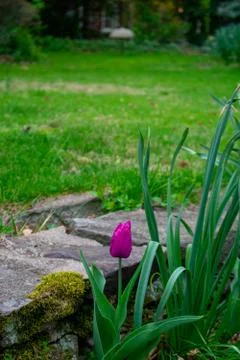 A Patch of Purple Tulips Next to a Small Cobblestone Wall Stock Photos