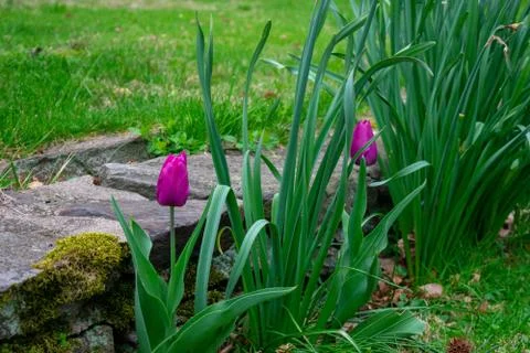 A Patch of Purple Tulips Next to a Small Cobblestone Wall Stock Photos