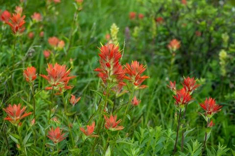 Patch of Red Paintbrush Grow In Meadow Stock Photos
