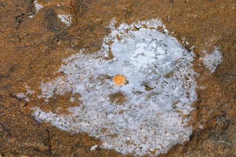 Patch of salt forming a rough surface Fotos de archivo