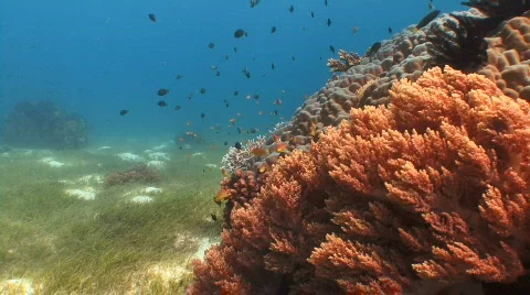 Patch of sea grass, with a boulder of hard coral with a soft coral attached 스톡 동영상 797300