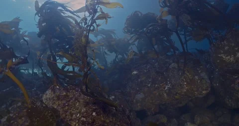 Patch of sea palms on shallow reef in surge Stock Footage 337726321