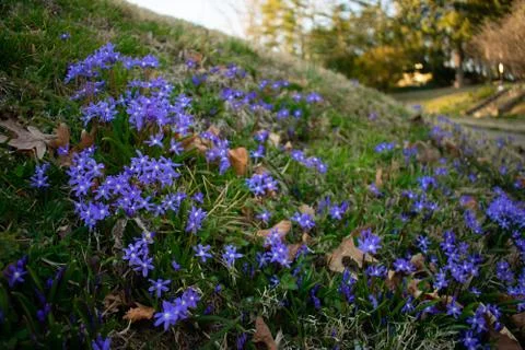 A Patch of Small Blue-Vioet Flowers on a Lawn Stock Photos