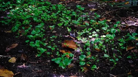 A patch of small kava yaqona plants planted in the forest in Fiji, South Pacific Stock Footage 334457068