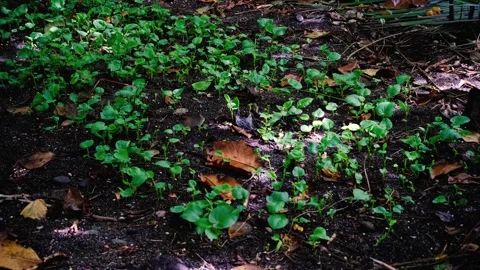 Patch of small kava yaqona plants growing in garden on forest floor in Fiji Stock Footage 334459402