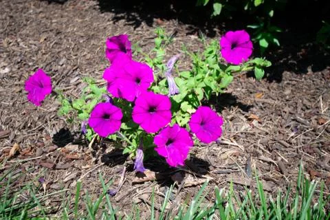 A Patch of Small Purple Flowers in a Bed of Black Mulch Foto stock