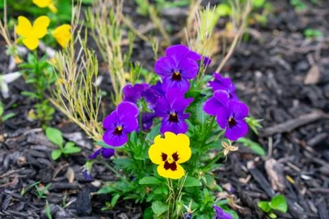 A Patch of Small Purple Flowers in Black Mulch Stock Photos
