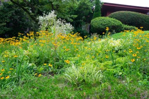 A Patch of Small Sunflowers on a Suburban Front Lawn Stock Photos