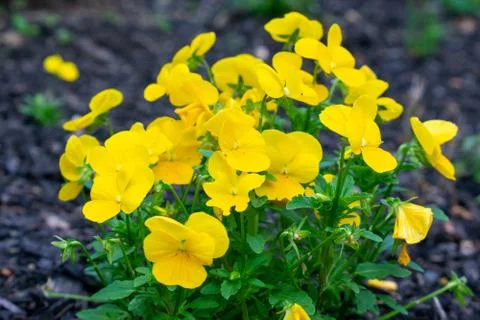 A Patch of Small Yellow Flowers in Black Mulch Foto stock