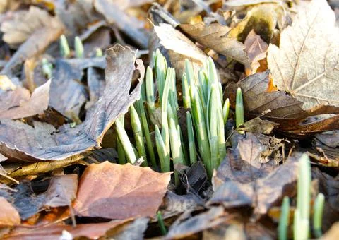 A patch of snowdrop shoots emerging from the ground in the woods Stock Photos