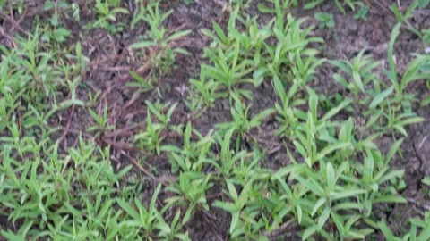 Patch of Stevia plants Stock Footage 332556610