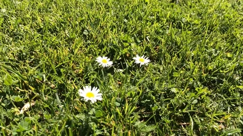 Patch of summer grass with daisies in the wind Stock Footage 93866928