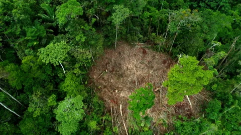 A patch of tropical forest has been logged and cut down Stock Footage 236775784