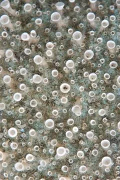 A patch of tubular sponge polyps. Stock Photos