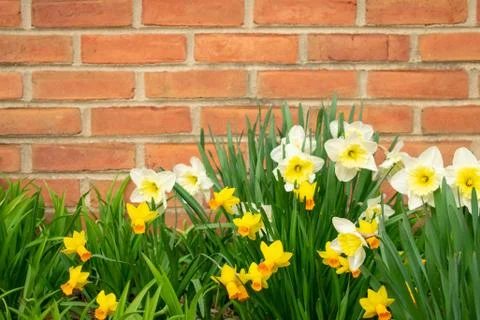 A Patch of Tulips on a Brick Wall During Spring in Suburban Pennsylvania Stock Photos