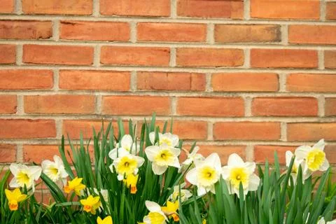 A Patch of Tulips on a Brick Wall During Spring in Suburban Pennsylvania Stock Photos