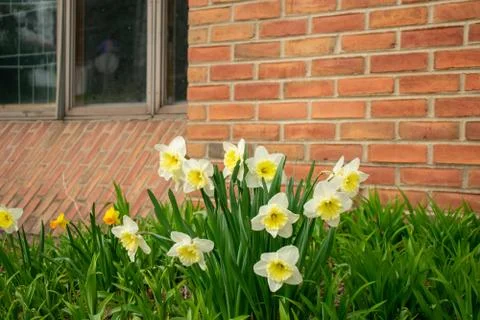 A Patch of Tulips on a Brick Wall During Spring in Suburban Pennsylvania Stock Photos